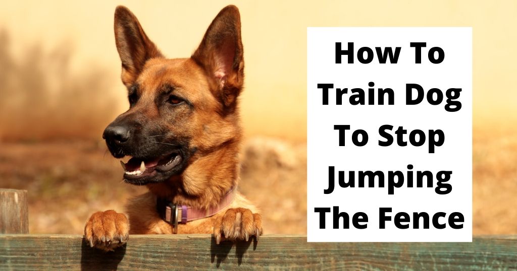 How To Train Dog To Stop Jumping The Fence - Dog Training Victory